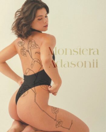 Monstera Adasonii